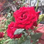 Nomado 호스텔 *